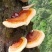 高山云衫灵芝产自四川乐山海拔两千米以上的药食同源