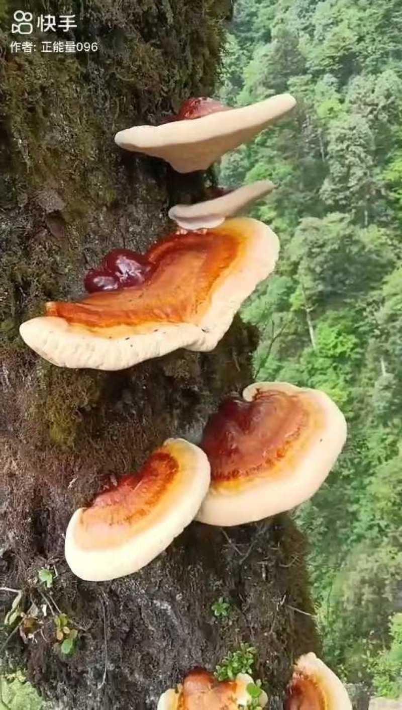 高山云衫灵芝产自四川乐山海拔两千米以上的药食同源