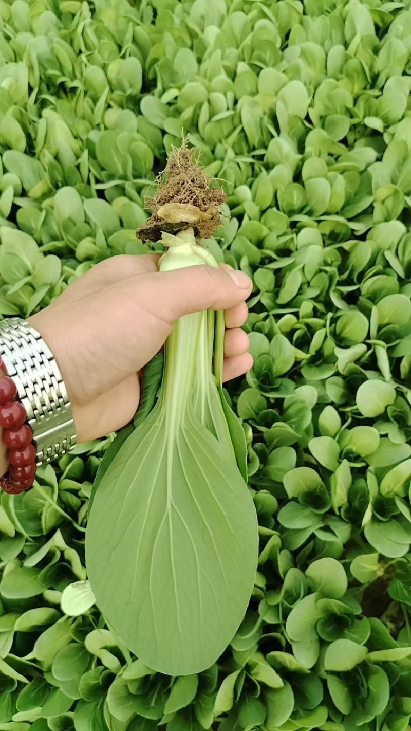 上海青【山东快菜】上海青毛白菜可协助找车贴心服务