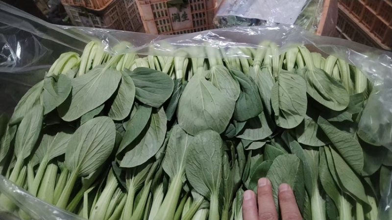 上海青【山东快菜】上海青毛白菜可协助找车贴心服务