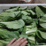 上海青【山东快菜】上海青毛白菜可协助找车贴心服务