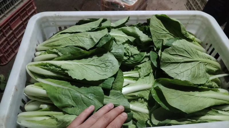 上海青【山东快菜】上海青毛白菜可协助找车贴心服务
