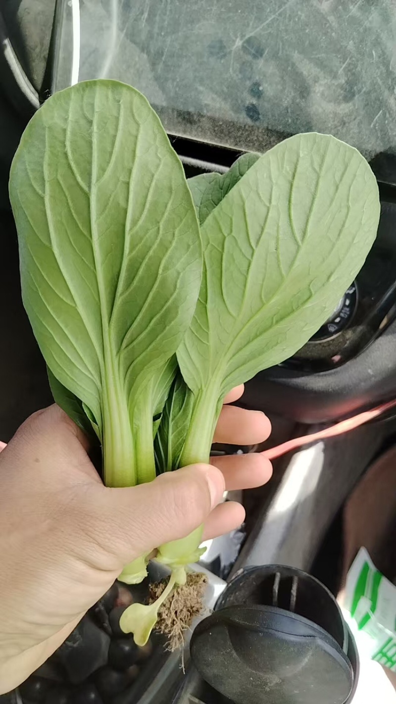 上海青【山东快菜】上海青毛白菜可协助找车贴心服务