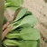 上海青【山东快菜】上海青毛白菜可协助找车贴心服务