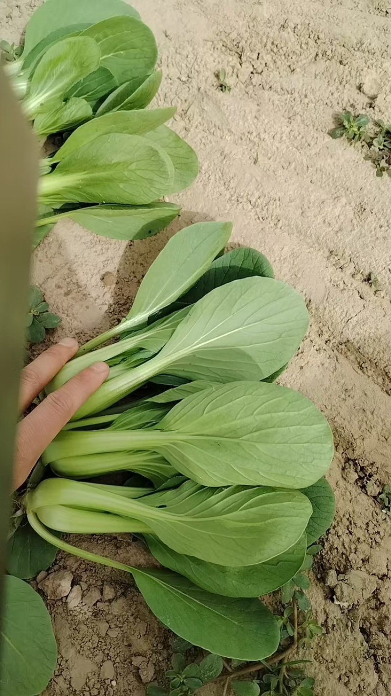 上海青【山东快菜】上海青毛白菜可协助找车贴心服务