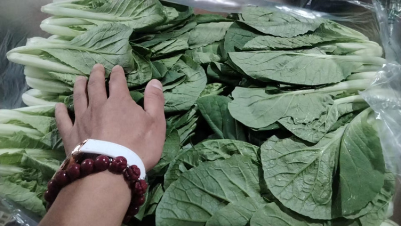 上海青【山东快菜】上海青毛白菜可协助找车贴心服务