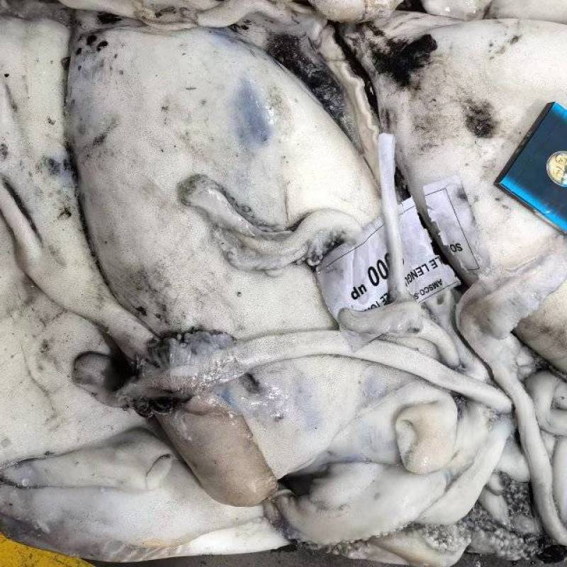 墨鱼整柜批发