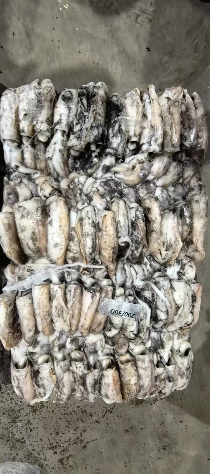 墨鱼整柜批发
