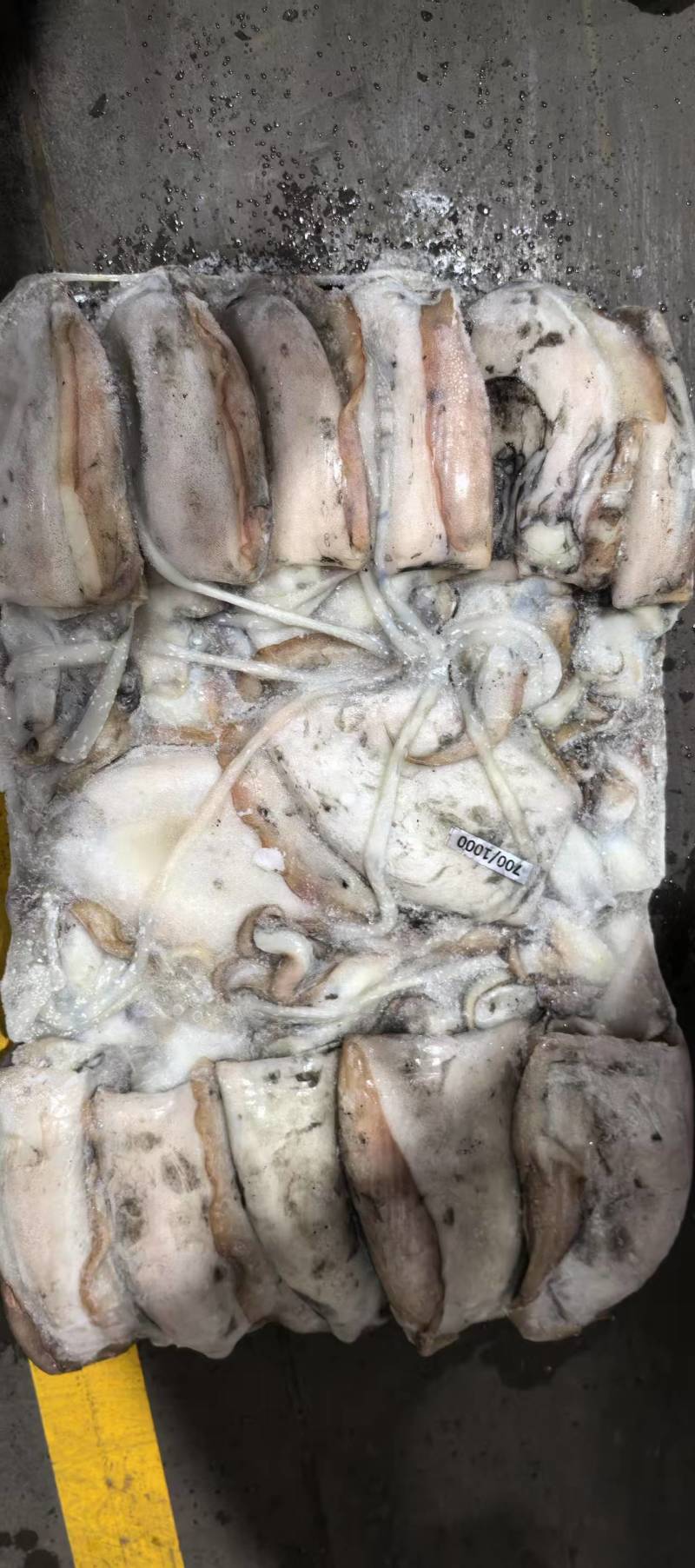 墨鱼整柜批发