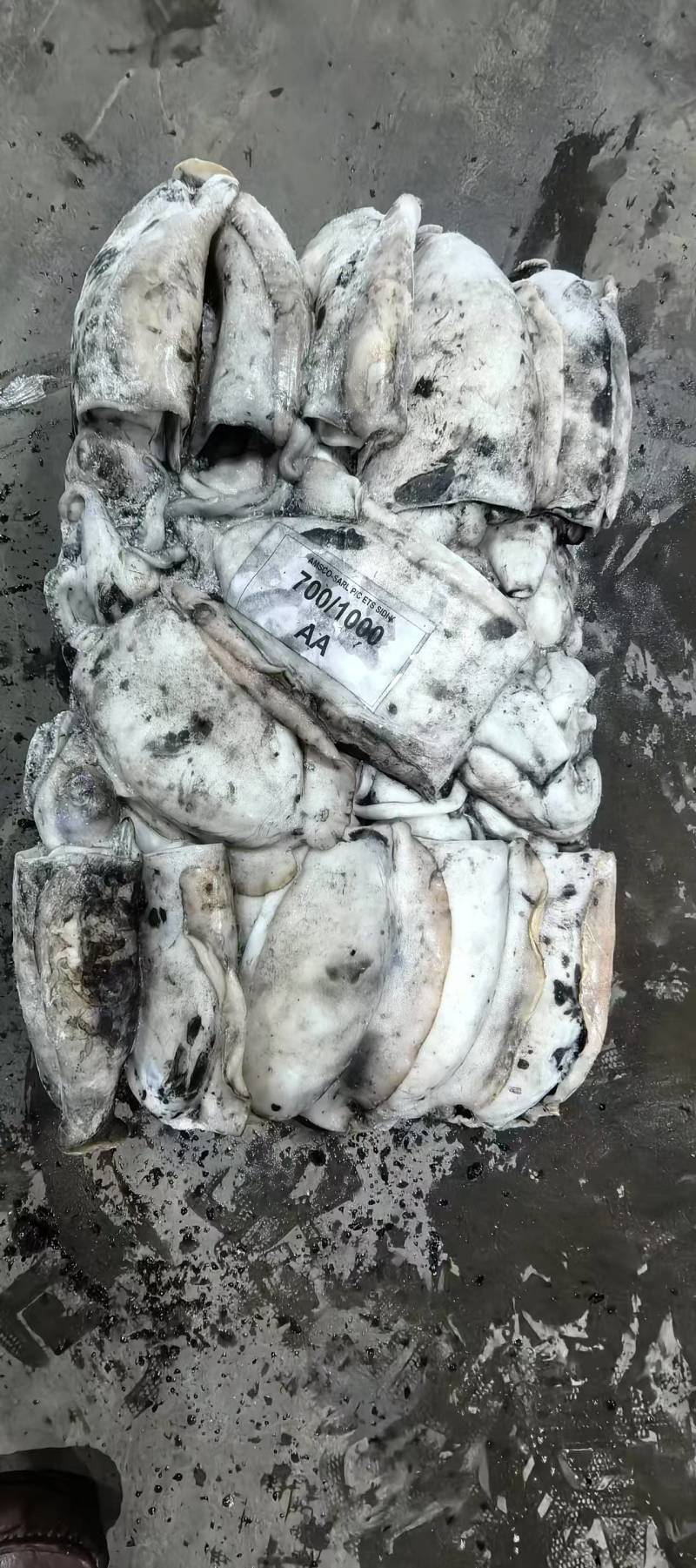 墨鱼整柜批发