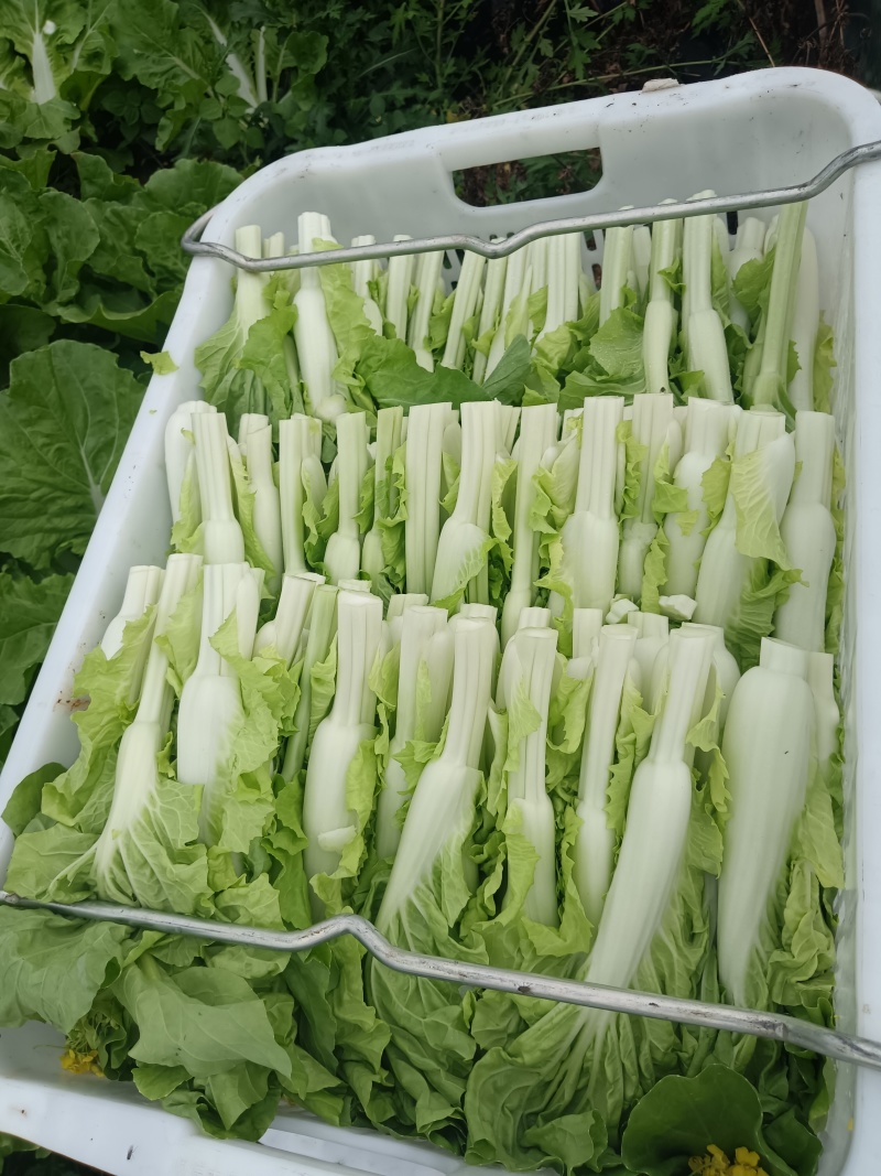 霸王苔颜色鲜嫩翠绿水分充足货量大有泡沫箱纸箱打冷可加冰