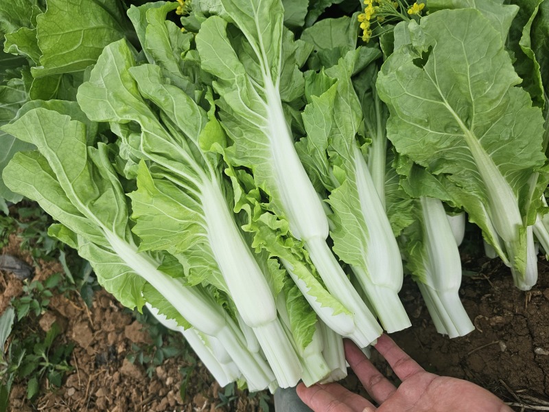 霸王苔颜色鲜嫩翠绿水分充足货量大有泡沫箱纸箱打冷可加冰