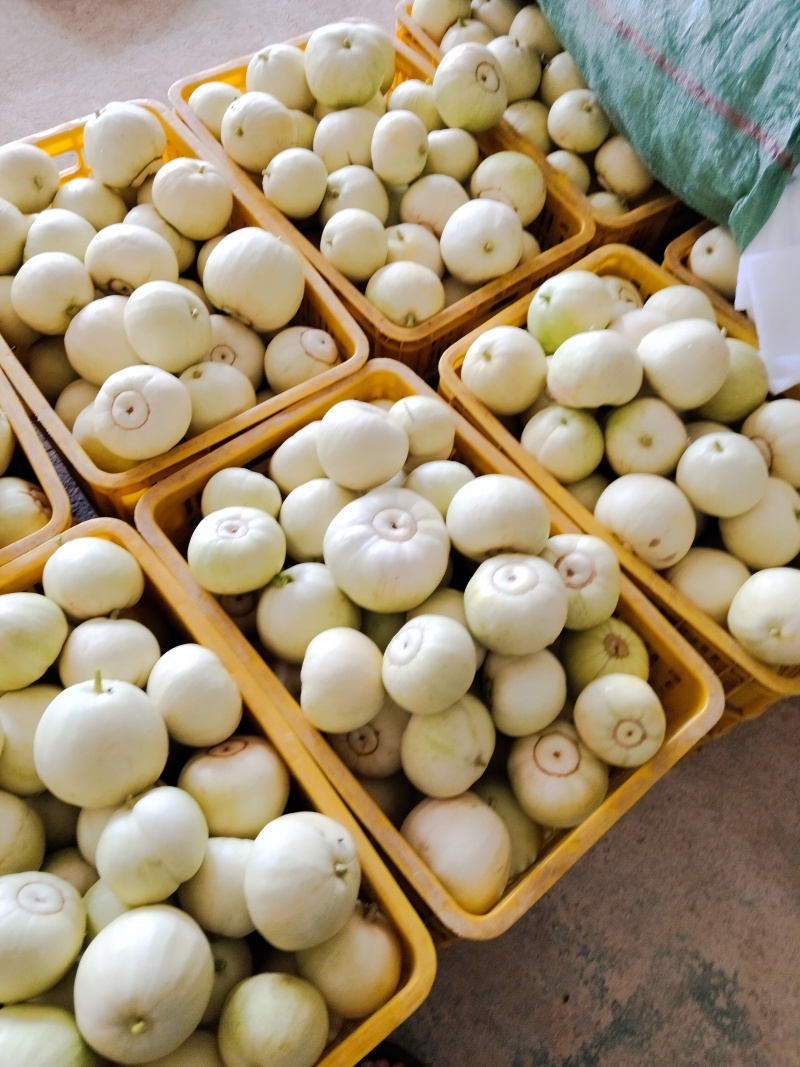 香瓜大量上市