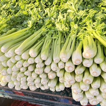 河北一级精品芹菜，河北A级精品芹菜，河北肃宁芹菜