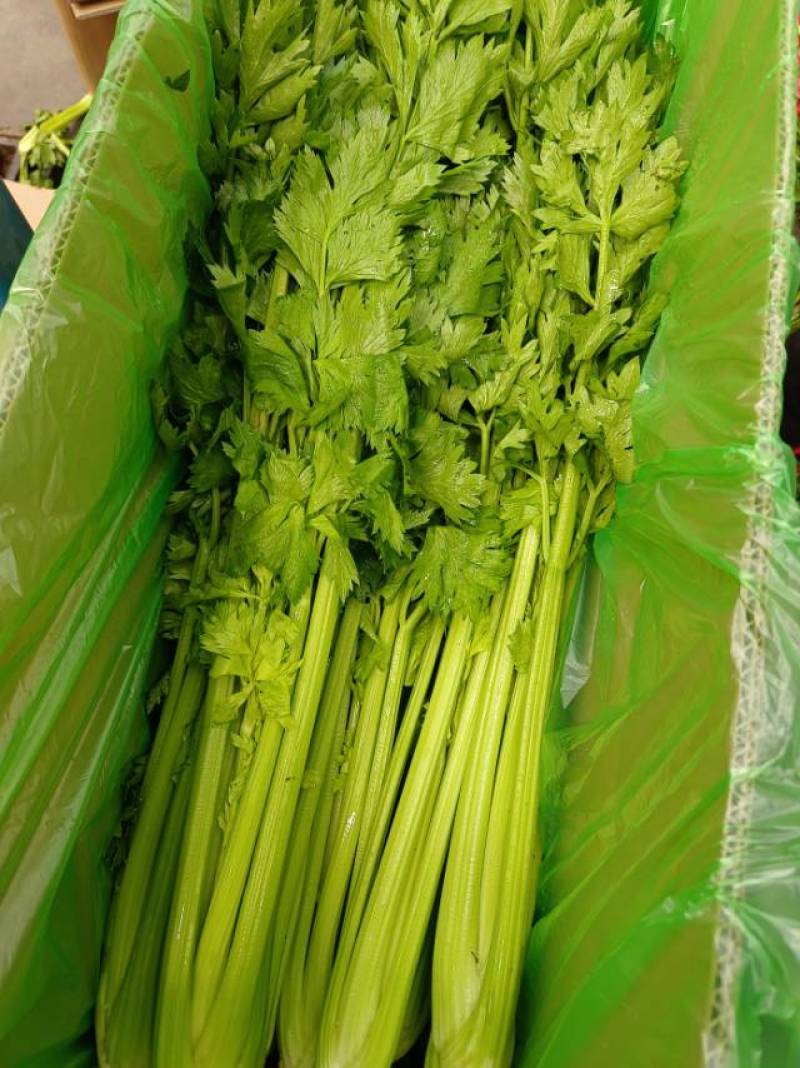 河北一级精品芹菜，河北A级精品芹菜，河北肃宁芹菜