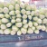 河北一级精品芹菜，河北A级精品芹菜，河北肃宁芹菜