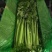 河北一级精品芹菜，河北A级精品芹菜，河北肃宁芹菜