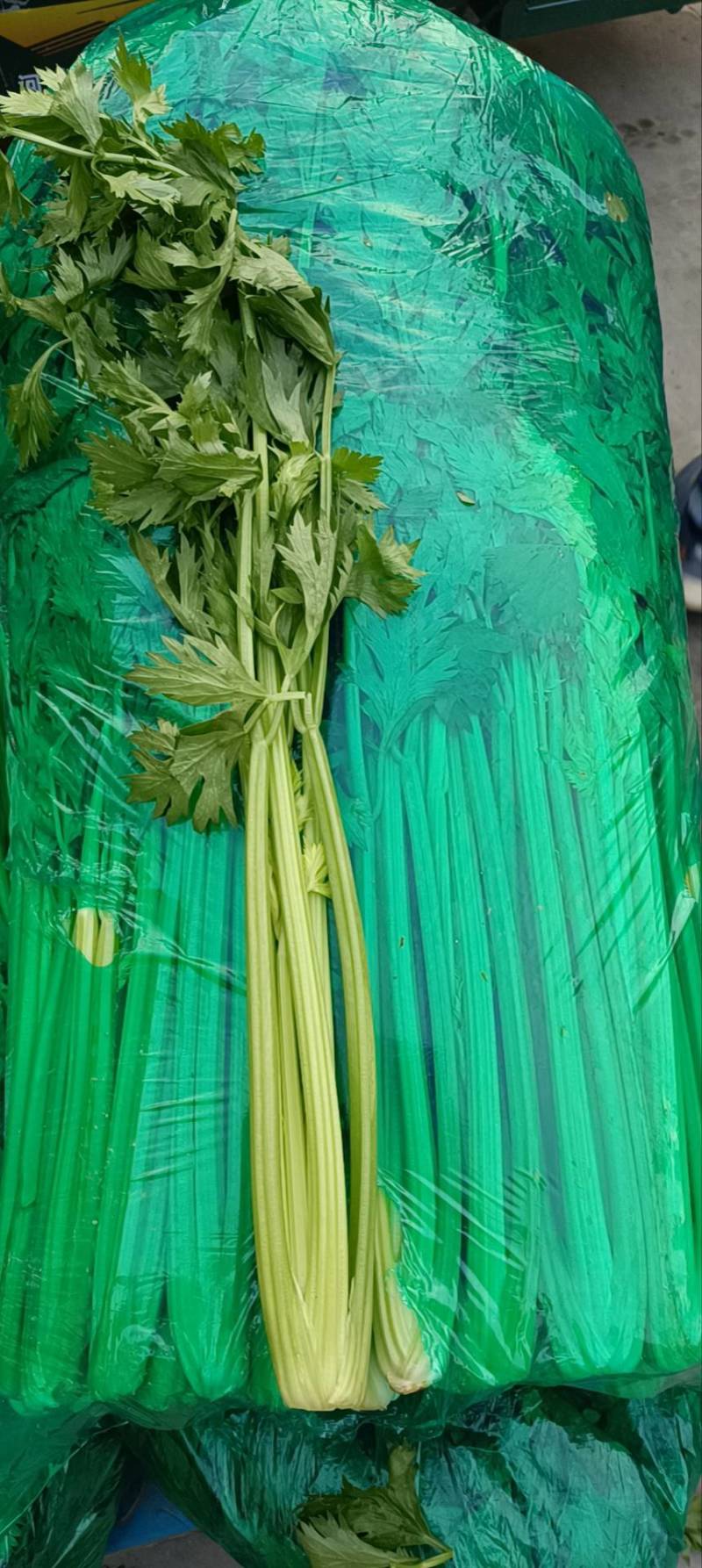 河北一级精品芹菜，河北A级精品芹菜，河北肃宁芹菜