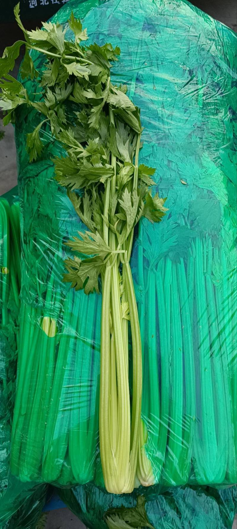 河北一级精品芹菜，河北A级精品芹菜，河北肃宁芹菜