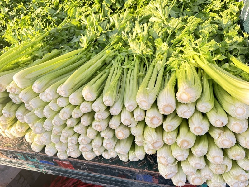河北一级精品芹菜，河北A级精品芹菜，河北肃宁芹菜