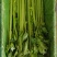 河北一级精品芹菜，河北A级精品芹菜，河北肃宁芹菜