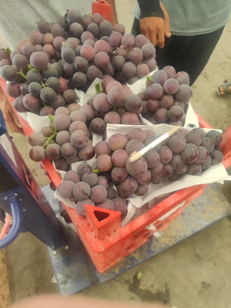 山东金乡精品巨峰藤稔葡萄，货量充足，规格齐全，可视频看货