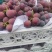 山东金乡精品巨峰藤稔葡萄，货量充足，规格齐全，可视频看货