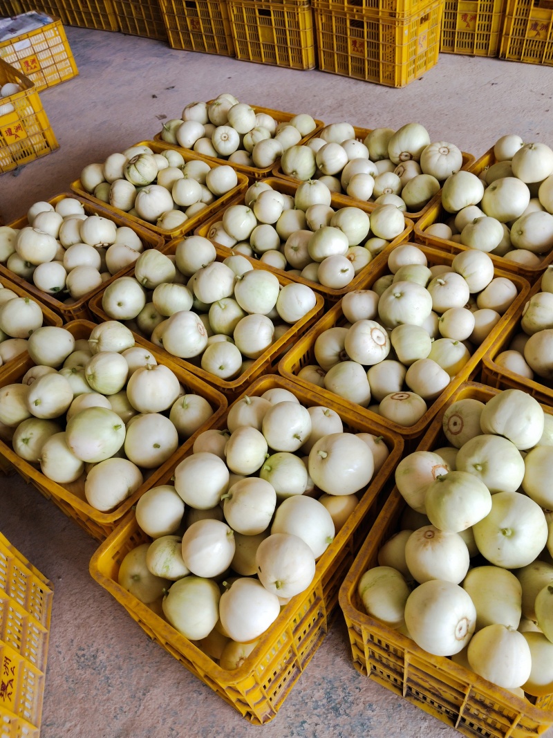 香瓜大量上市
