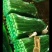 山东一级精品芹菜，山东A级精品芹菜，山东商河芹菜