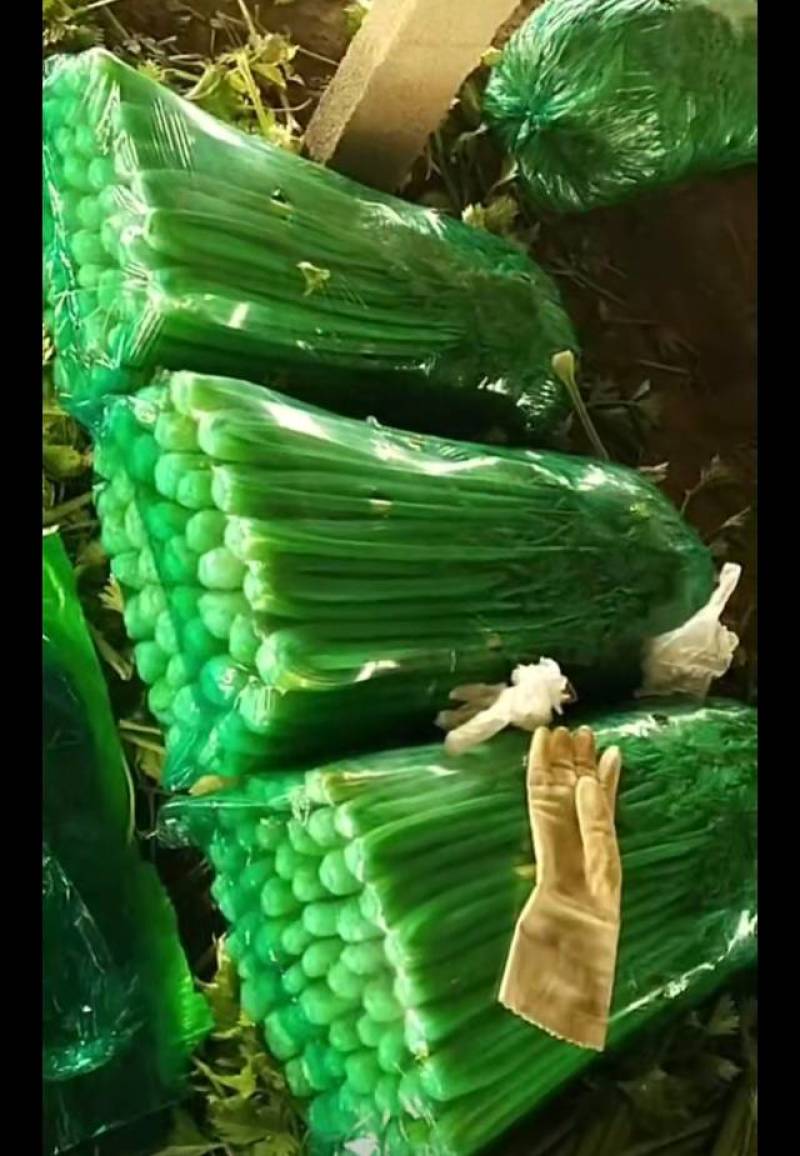 山东一级精品芹菜，山东A级精品芹菜，山东商河芹菜