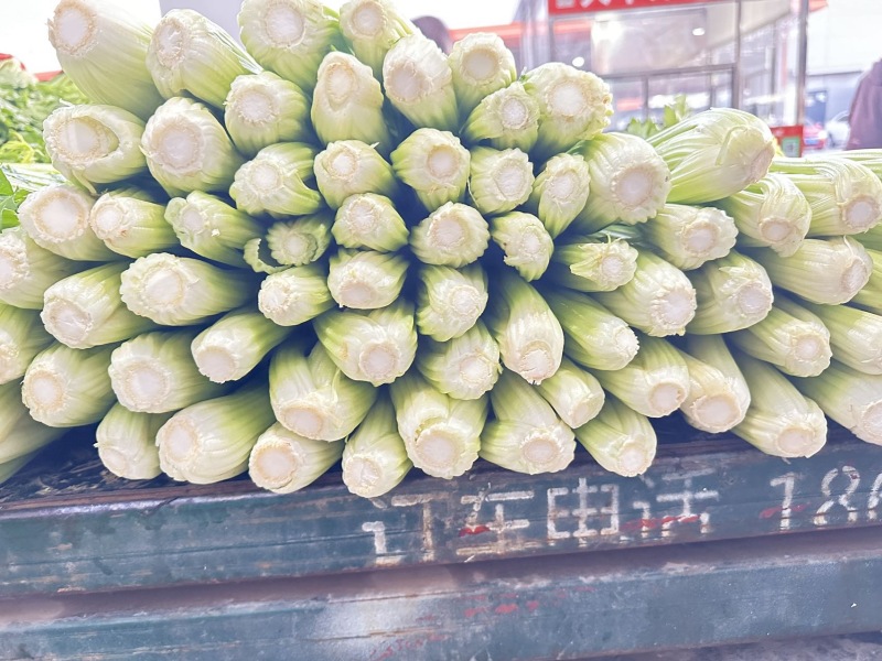 山东一级精品芹菜，山东A级精品芹菜，山东商河芹菜