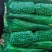 山东一级精品芹菜，山东A级精品芹菜，山东商河芹菜