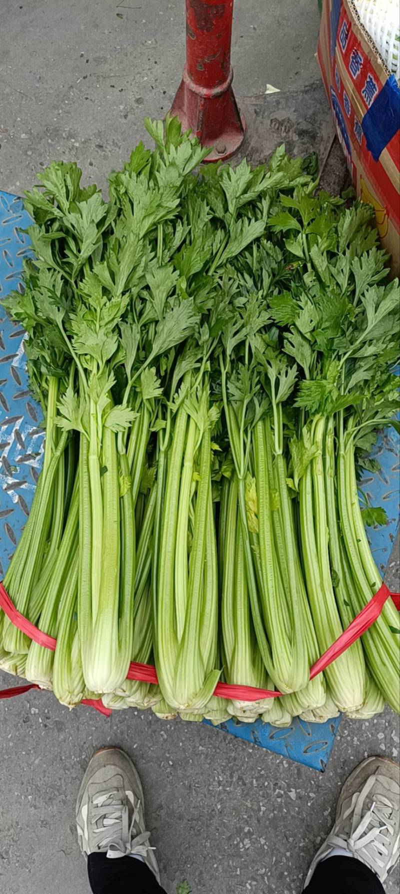 山东一级精品芹菜，山东A级精品芹菜，山东商河芹菜