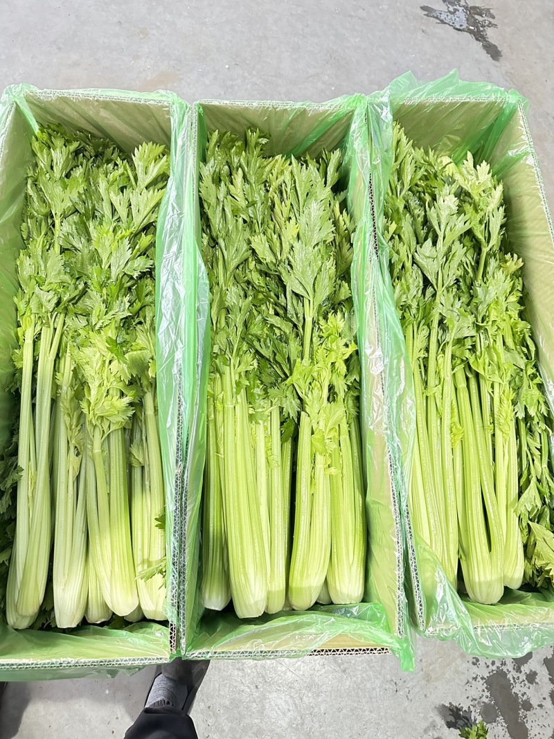 山东一级精品芹菜，山东A级精品芹菜，山东商河芹菜