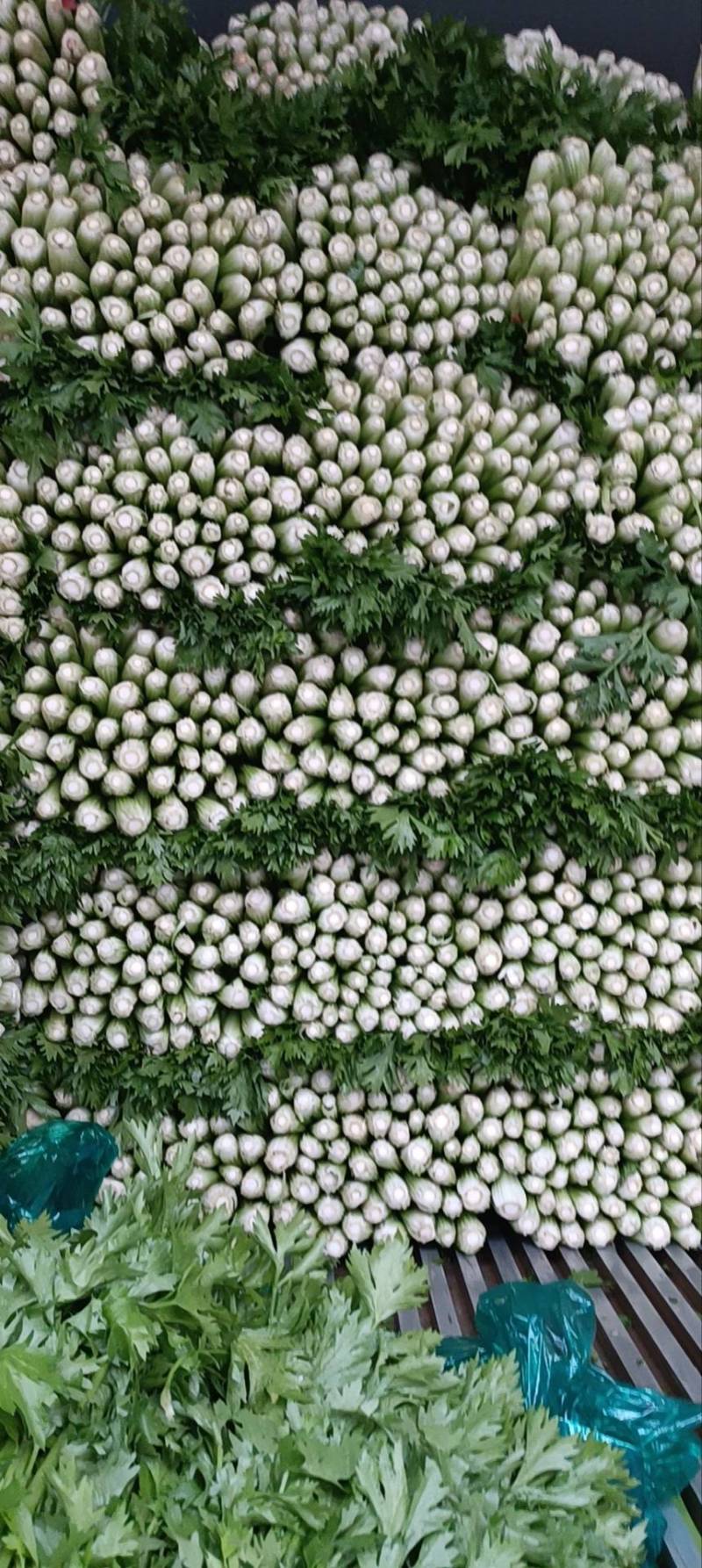 山东一级精品芹菜，山东A级精品芹菜，山东商河芹菜