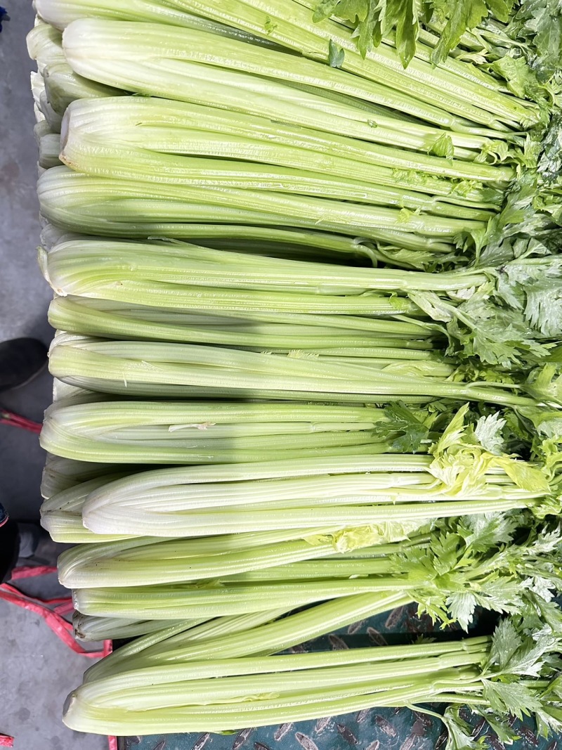 山东一级精品芹菜，山东A级精品芹菜，山东商河芹菜