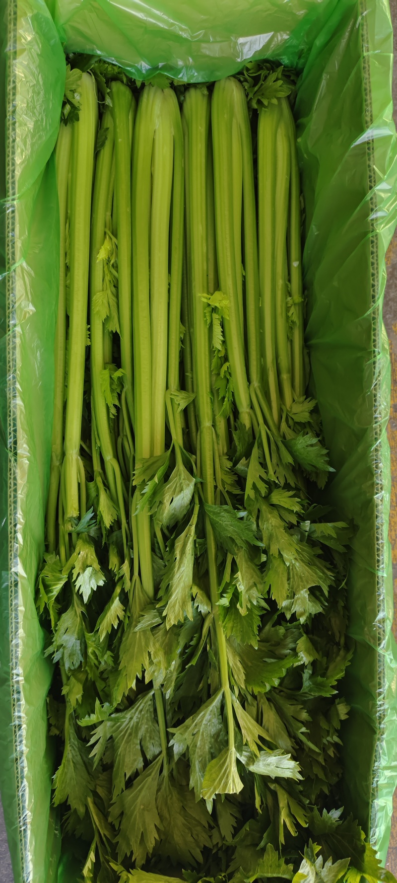 山东一级精品芹菜，山东A级精品芹菜，山东商河芹菜