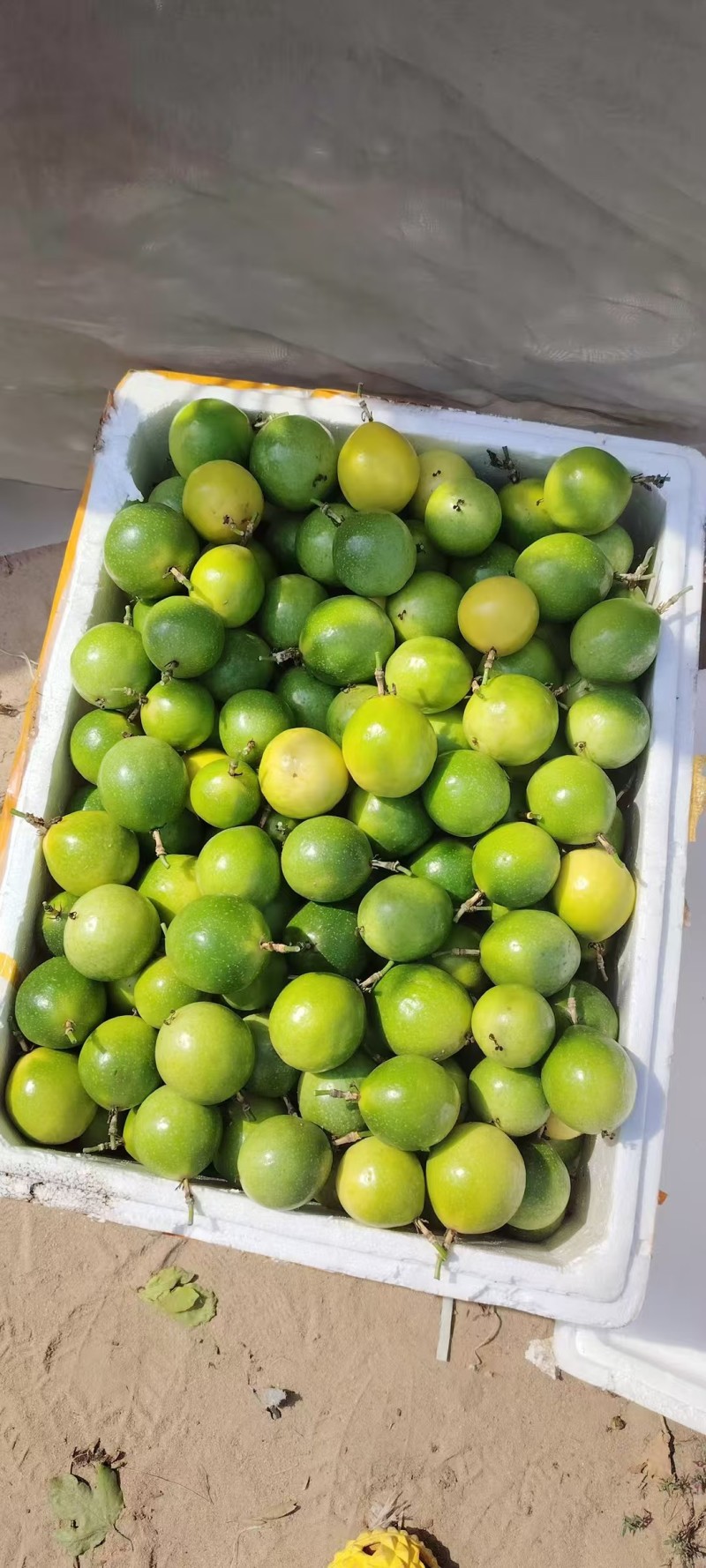 钦密9号百香果