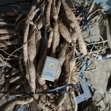 牛大力，统货，小牛，大牛，特大牛