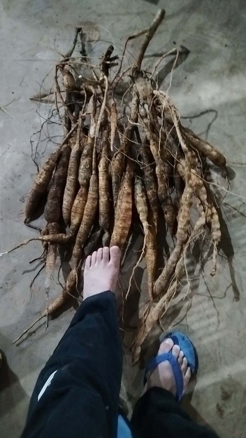 牛大力，统货，小牛，大牛，特大牛