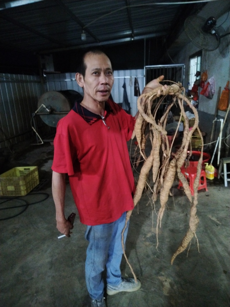 牛大力，统货，小牛，大牛，特大牛