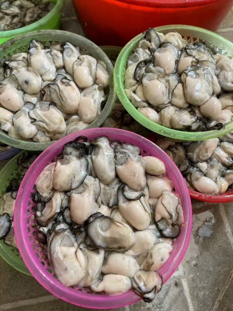 当季广东饶平汫洲生蚝，支持全壳半壳烧烤蚝，生蚝肉批发