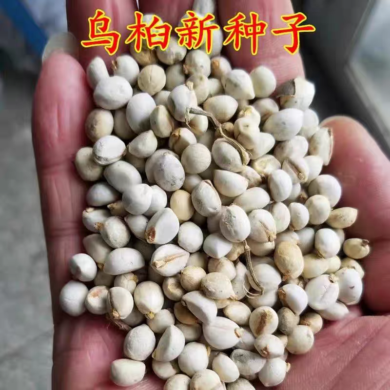 乌桕种子新采乌桕树苗种籽子山乌桕腊子树桕子木子树林木包邮