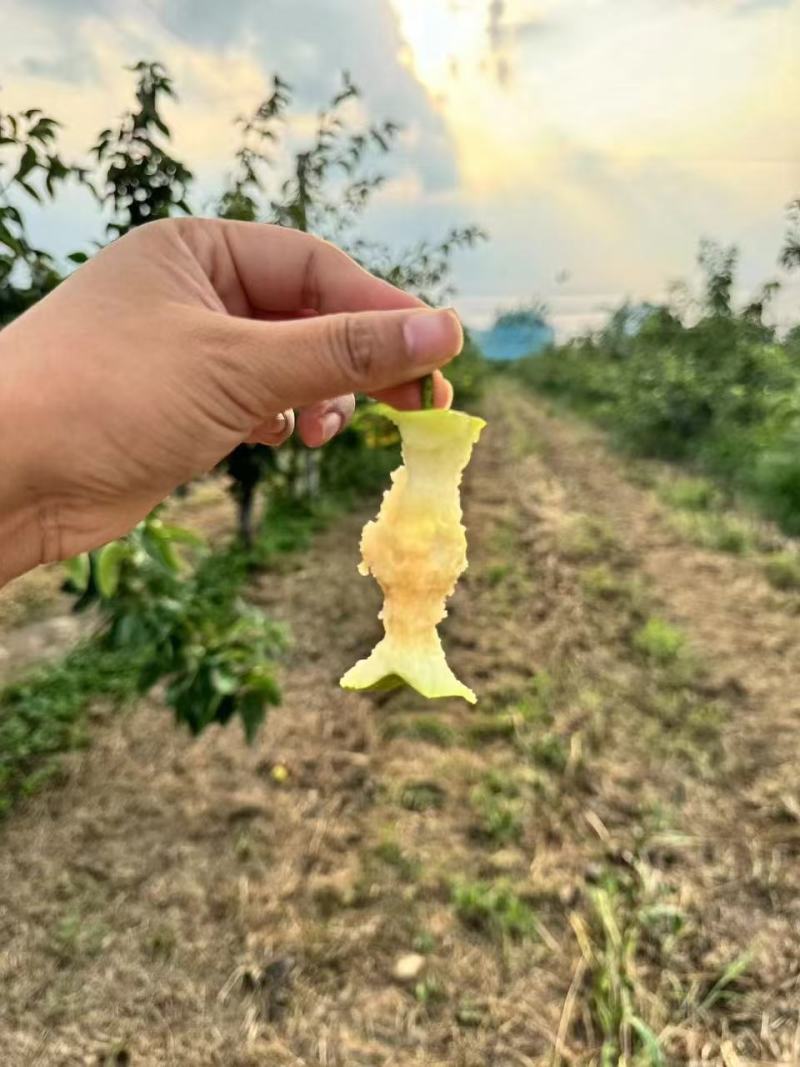 酥脆一号梨产地直供，品质保障，欢迎洽谈，诚信经营
