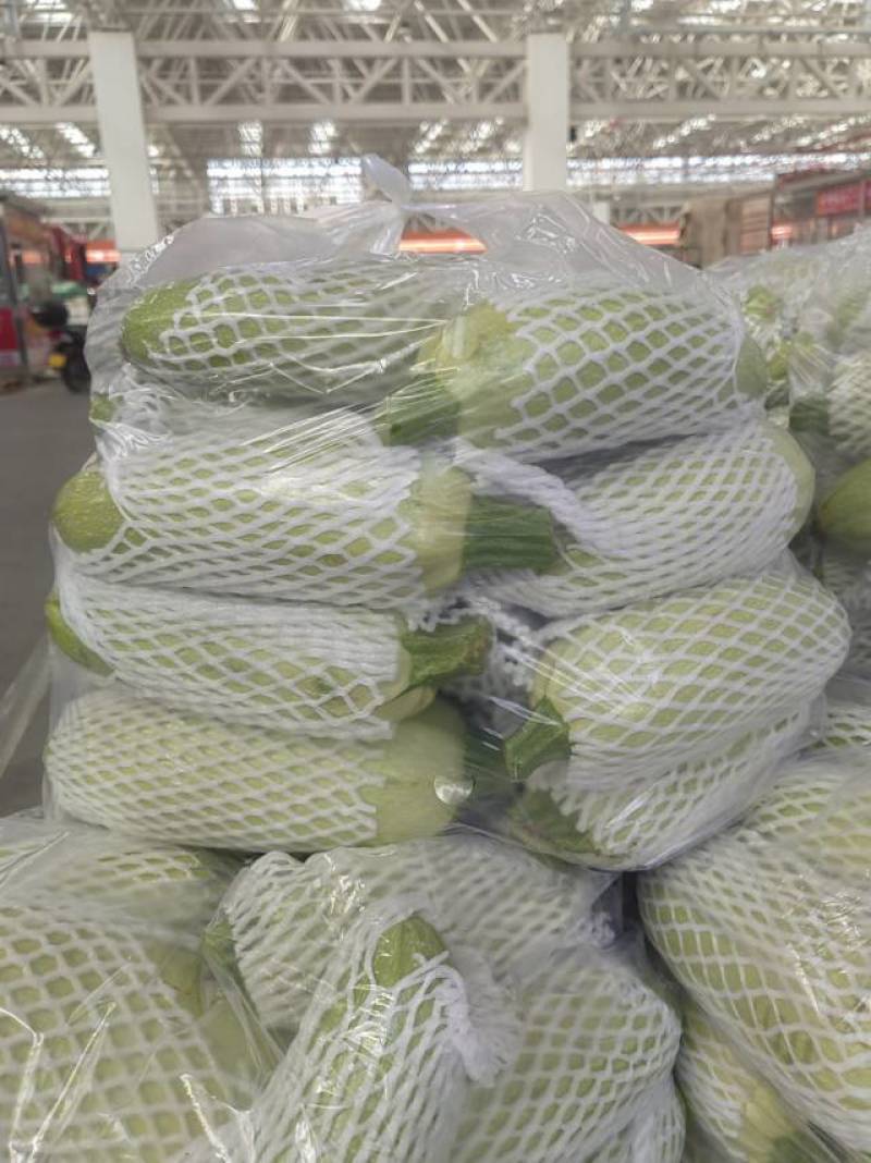 河北承德一级西葫芦，河北A级精品西葫芦，河北承德西葫芦