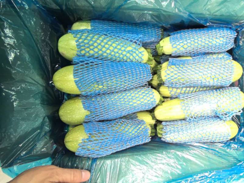 河北承德一级西葫芦，河北A级精品西葫芦，河北承德西葫芦