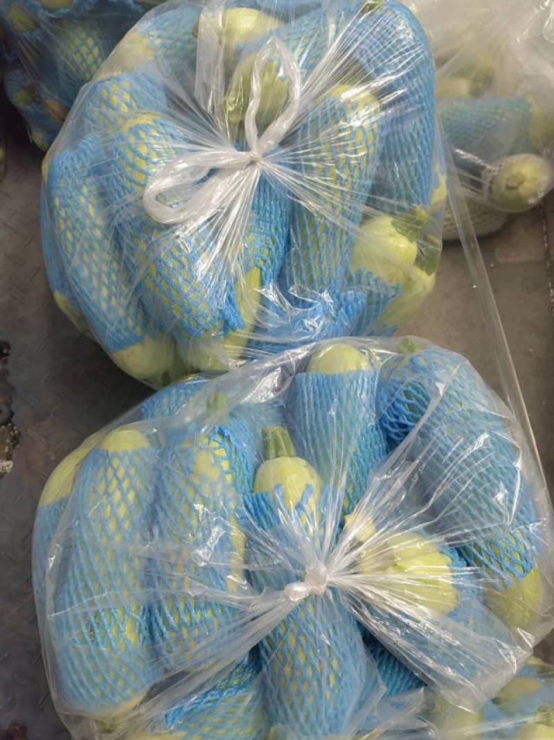河北承德一级西葫芦，河北A级精品西葫芦，河北承德西葫芦