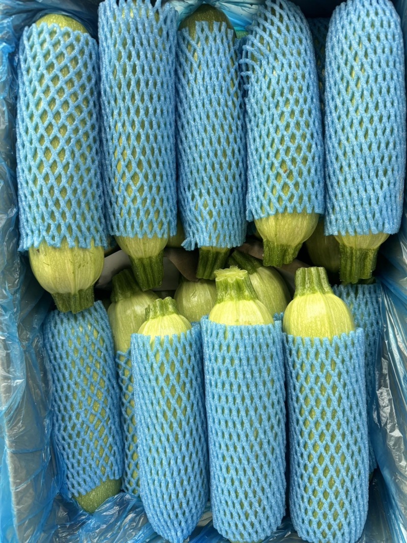 河北承德一级西葫芦，河北A级精品西葫芦，河北承德西葫芦