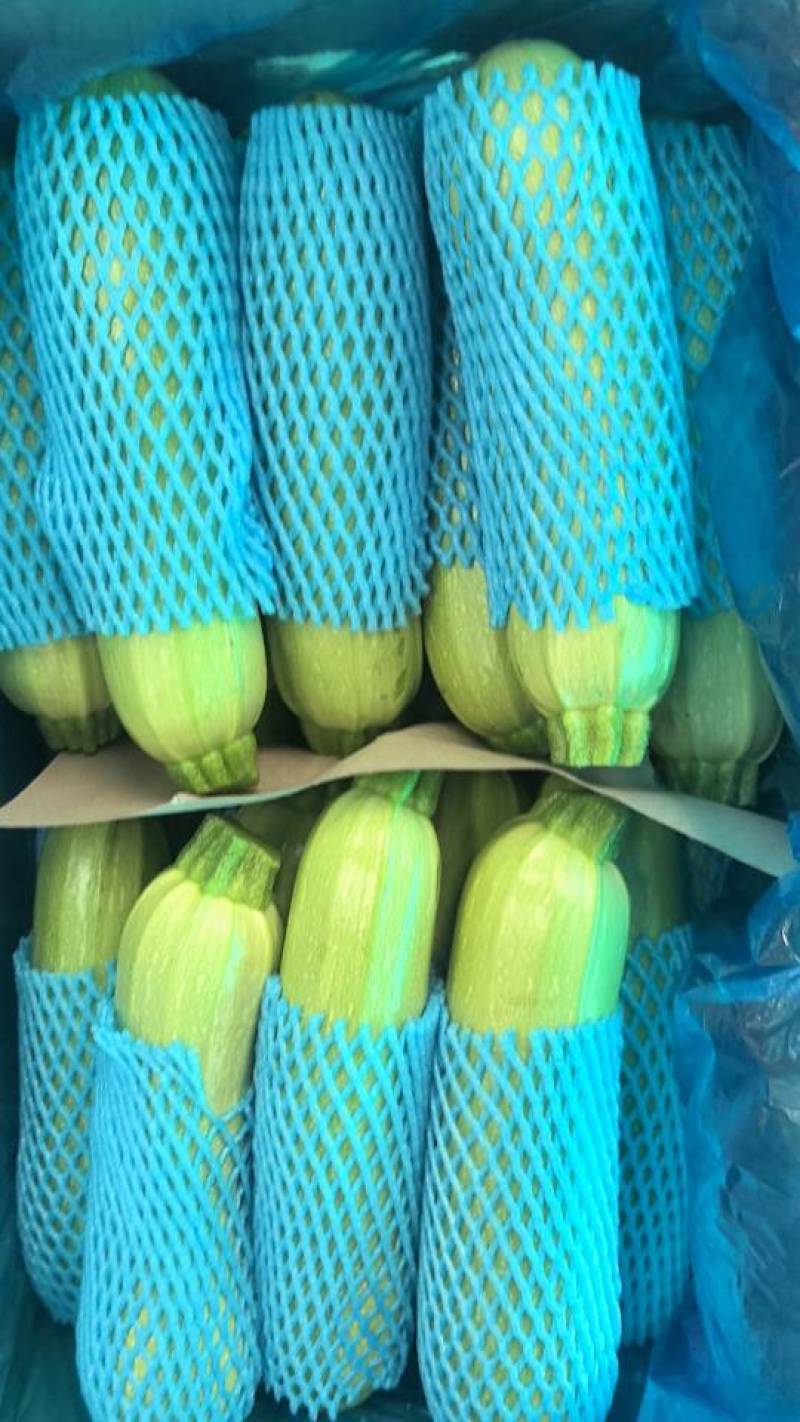 河北承德一级西葫芦，河北A级精品西葫芦，河北承德西葫芦