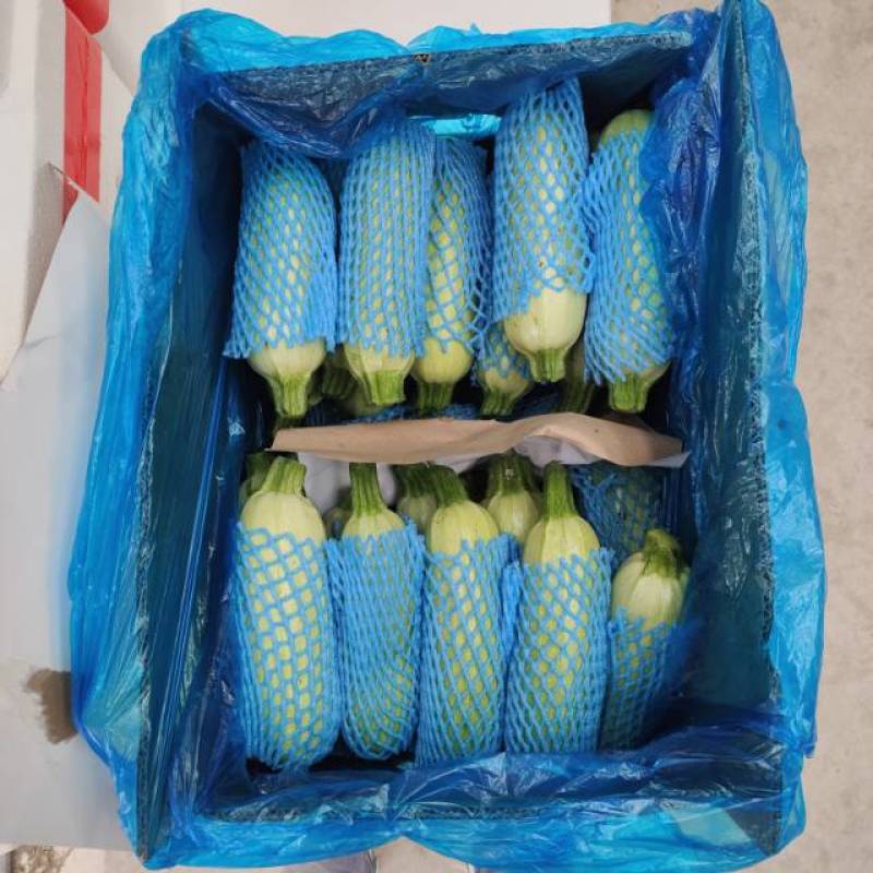 河北承德一级西葫芦，河北A级精品西葫芦，河北承德西葫芦